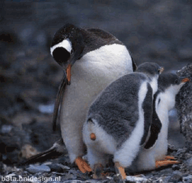 Este pinguino me hace acordar a alguien......